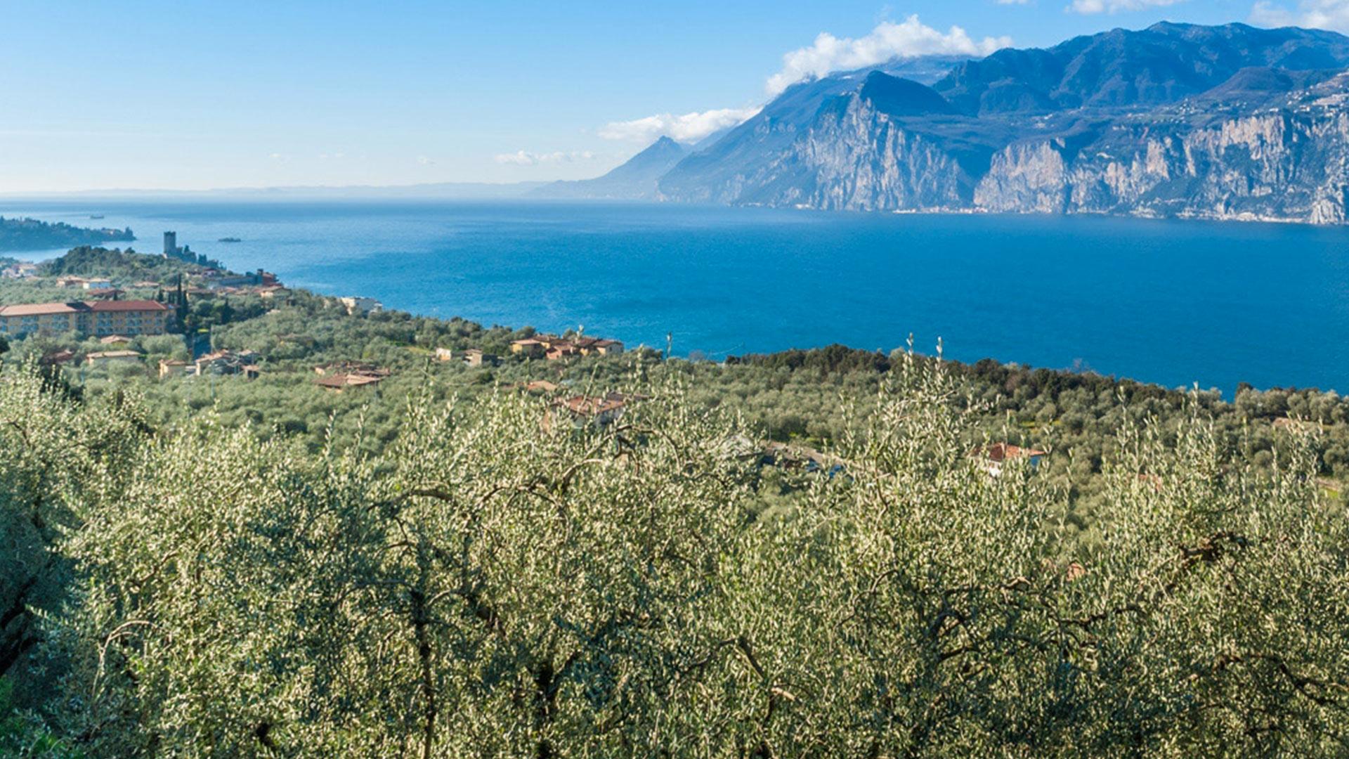 panorama-ulivi-garda_malcesine.jpg